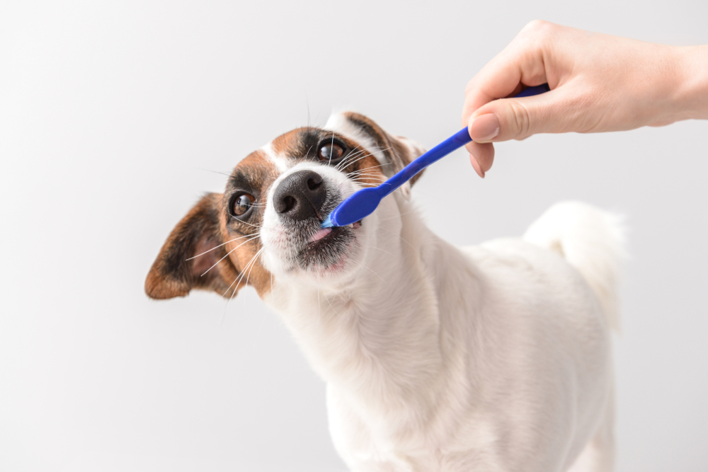 Dog Dental Care: Brushing a Dog's Teeth at Home - veterinarian elk grove ca A small white and brown dog with expressive eyes is having its teeth brushed with a blue toothbrush, showcasing a gentle moment of pet dental care. - veterinarian elk grove ca